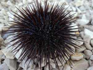 Beautiful sea urchin